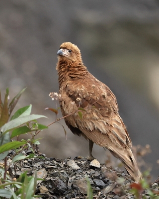 Karakara andyjska - Mountain Caracara
