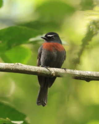 Kląszczyk ciemnogrzbiety - Slaty-backed Chat-Tyrant