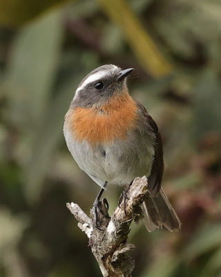 Kląszczyk rudopierśny - Rufous-breasted Chat-Tyrant
