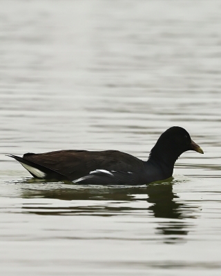 Kokoszka amerykańska - Common Gallinule