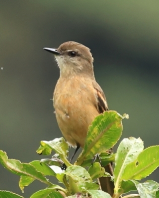 Kopciuch rdzawoskrzydły - Rufous-bellied Bush-Tyrant