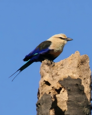 Kraskowe - Coraciiformes