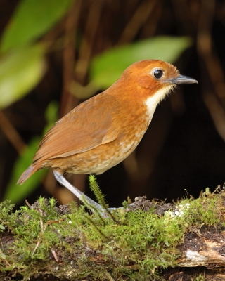 Kusaczki - Grallariidae - Antpittas