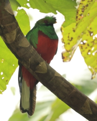 Kwezal czubaty - Crested Quetzal
