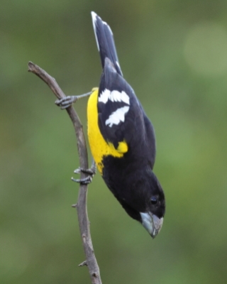 Łuszcz kapturowy - Black-backed Grosbeak