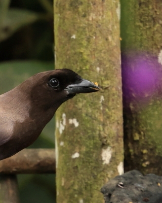 Modrowronka purpurowa - Purplish Jay