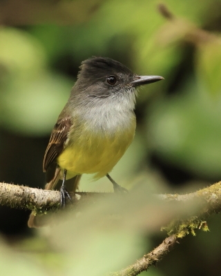 Muchołap czarnodzioby - Short-crested Flycatcher