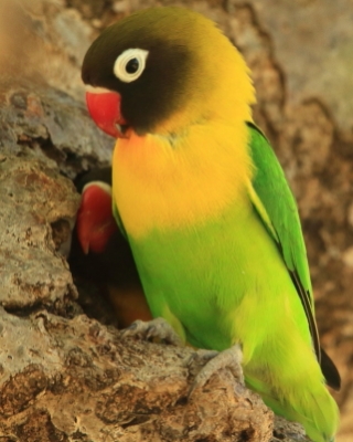 Papugi wschodnie - Psittaculidae