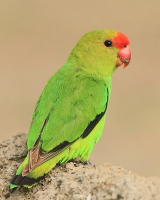 Nierozłączka czarnoskrzydła - Agapornis taranta - Black-winged Lovebird