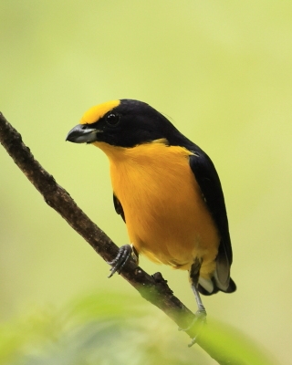 Organka grubodzioba - Thick-billed Euphonia