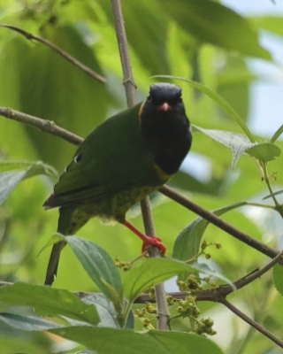 Owocojad pręgosterny - Band-tailed Fruiteater