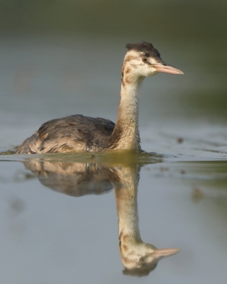 Perkoz dwuczuby - Podiceps cristatus - Great Crested Grebe