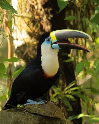 Peru ptaki - Peru birds