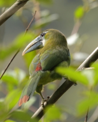 Pieprzojad andyjski - Blue-banded Toucanet
