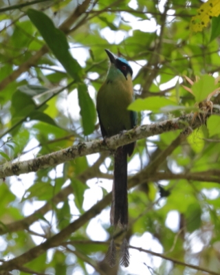 Piłodziób wyżynny - Equatorial Motmot