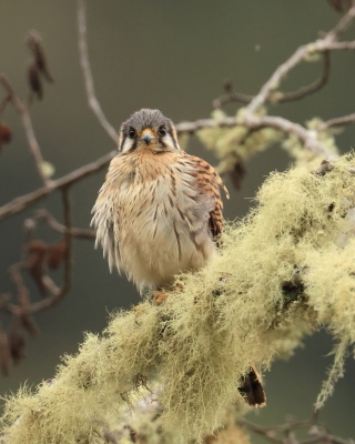 Pustułka amerykańska - American Kestrel