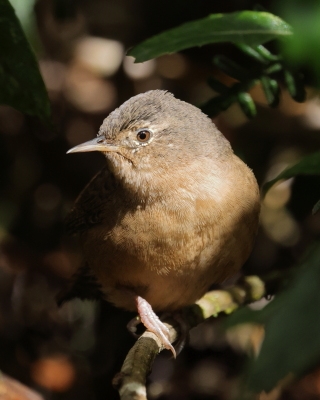 Strzyżyk południowy - Tropical Wren