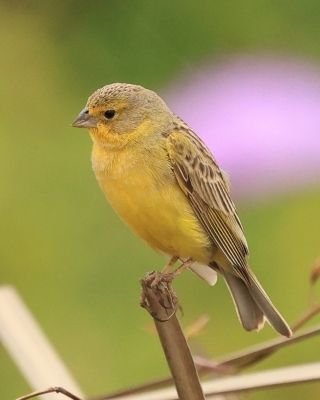 Szafranka peruwiańska - Raimondi's Yellow-Finch