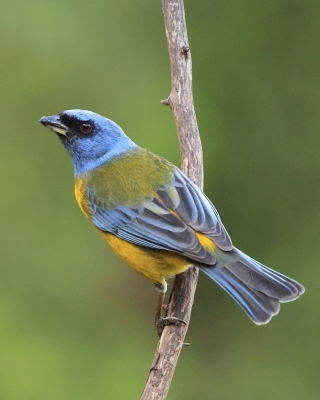 Tanagra żółtobrzucha - Blue-and-yellow Tanager