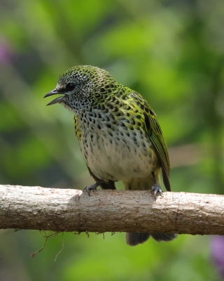 Tangarka plamista - Spotted Tanager