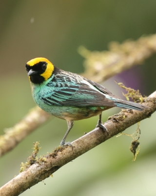 Tangarka żółtoucha - Saffron-crowned Tanager
