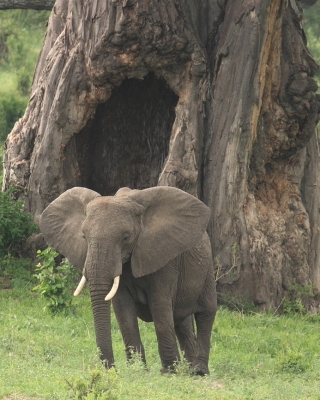 Tanzania
