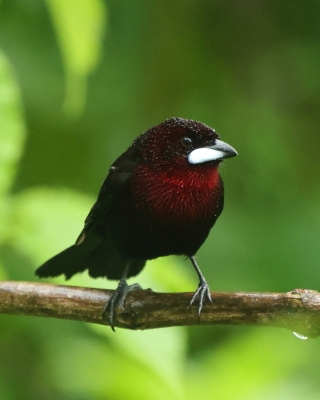 Tapiranga ciemna - Silver-beaked Tanager