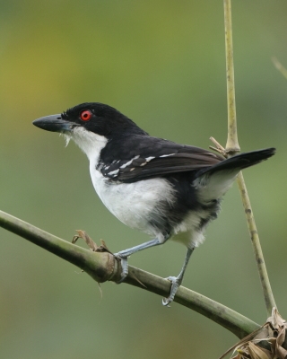 Taraba - Great Antshrike