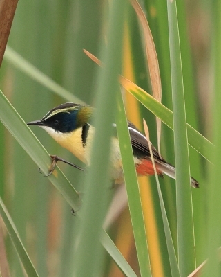 Tęczaki - Tachurisidae - Rush Tyrant