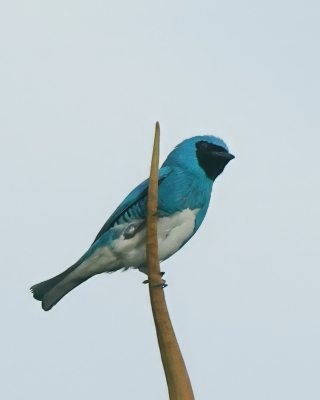 Tersyna - Swallow Tanager