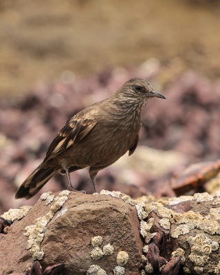 Garncarzowate - Furnariidae