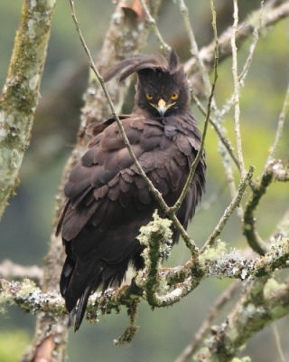 Uganda - ptaki - część 1