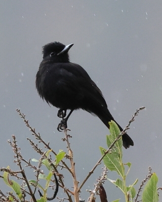 Wdowik białopręgi - White-winged Black-Tyrant