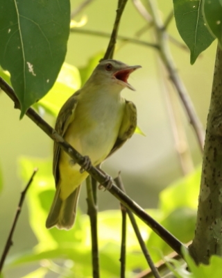 Wireonek białobrzuchy - Yellow-green Vireo