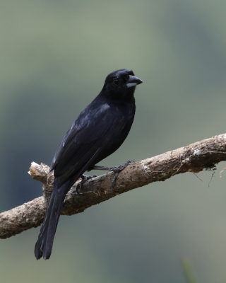 Żałobnik czarny - White-lined Tanager