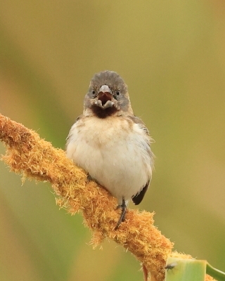 Ziarnojadek rudobrody - Chestnut-throated Seedeater