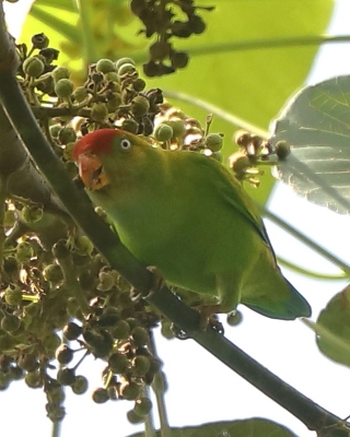 Zwisogłówka złotawa - Loriculus beryllinus - Sri Lanka Hanging Parrot