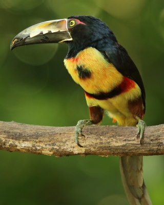 Arasari obrożny - Pteroglossus torquatus - Collared Aracari