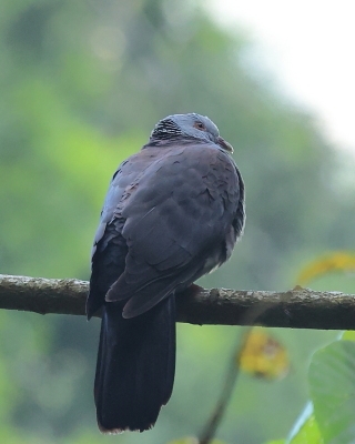 Gołąb brązowogrzbiety - Columba elphinstonii - Nilgiri Wood-Pigeon