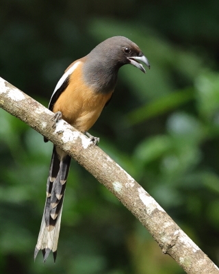 Indie - ptaki - Indie - birds