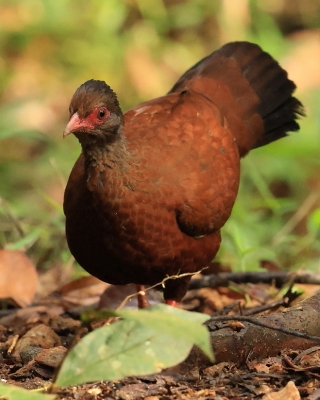 Kuropatwiak rdzawy - Galloperdix spadicea - Red Spurfowl