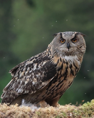 Puchacz - Bubo bubo - Eurasian Eagle-Owl