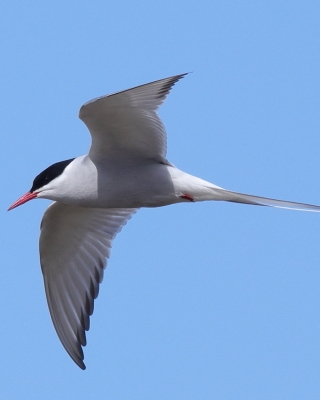 Rybitwa popielata - Sterna paradisaea - Arctic Tern