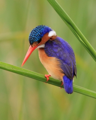 Zimorodek malachitowy - Corythornis cristatus  - African Malachite Kingfisher