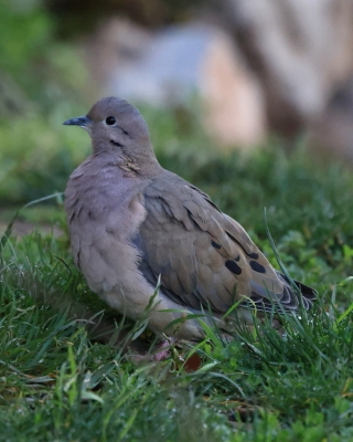 Gołębiak plamouchy - Eared Dove