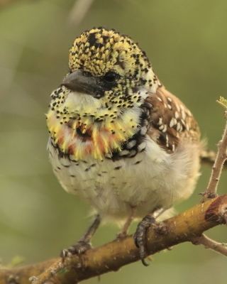Brodal ciemnodzioby - Trachyphonus darnaudii usambiro - Usambiro Barbet