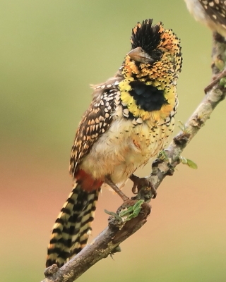 Brodal czarnogardły - Trachyphonus darnaudii  - D'Arnaud's Barbet