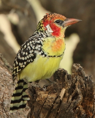 Brodal czerwonouchy - Trachyphonus erythrocephalus - Red-and-yellow Barbet