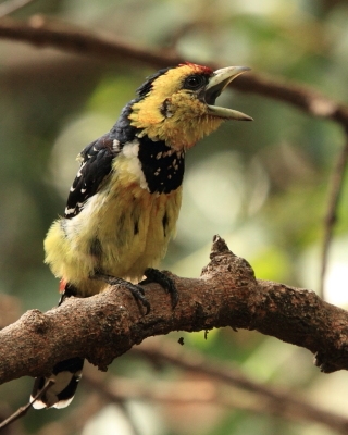 Brodal czubaty - Trachyphonus vaillantii - Crested Barbet