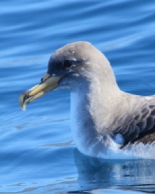 Burzykowate - Petrels & Shearwaters